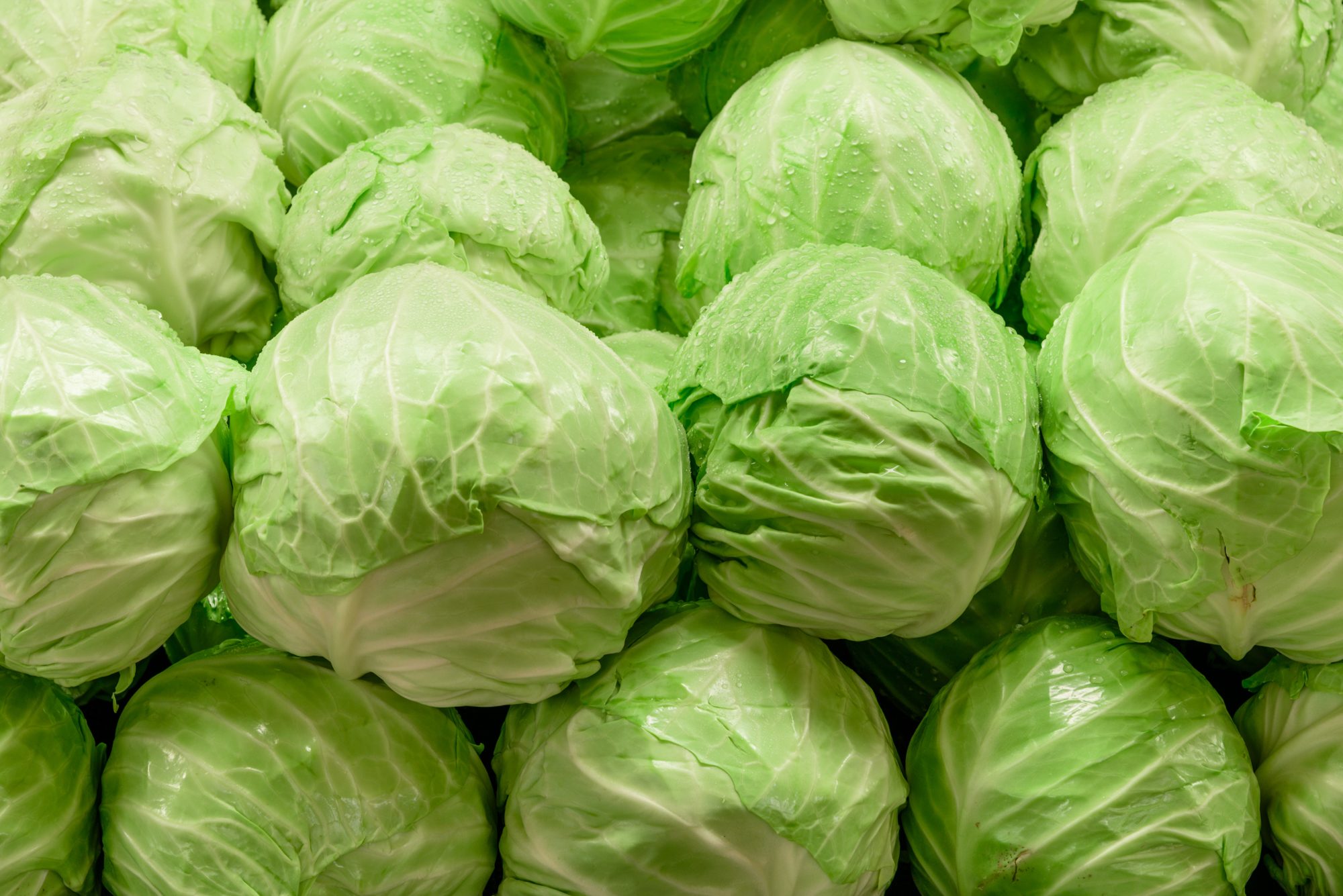 Cabbage