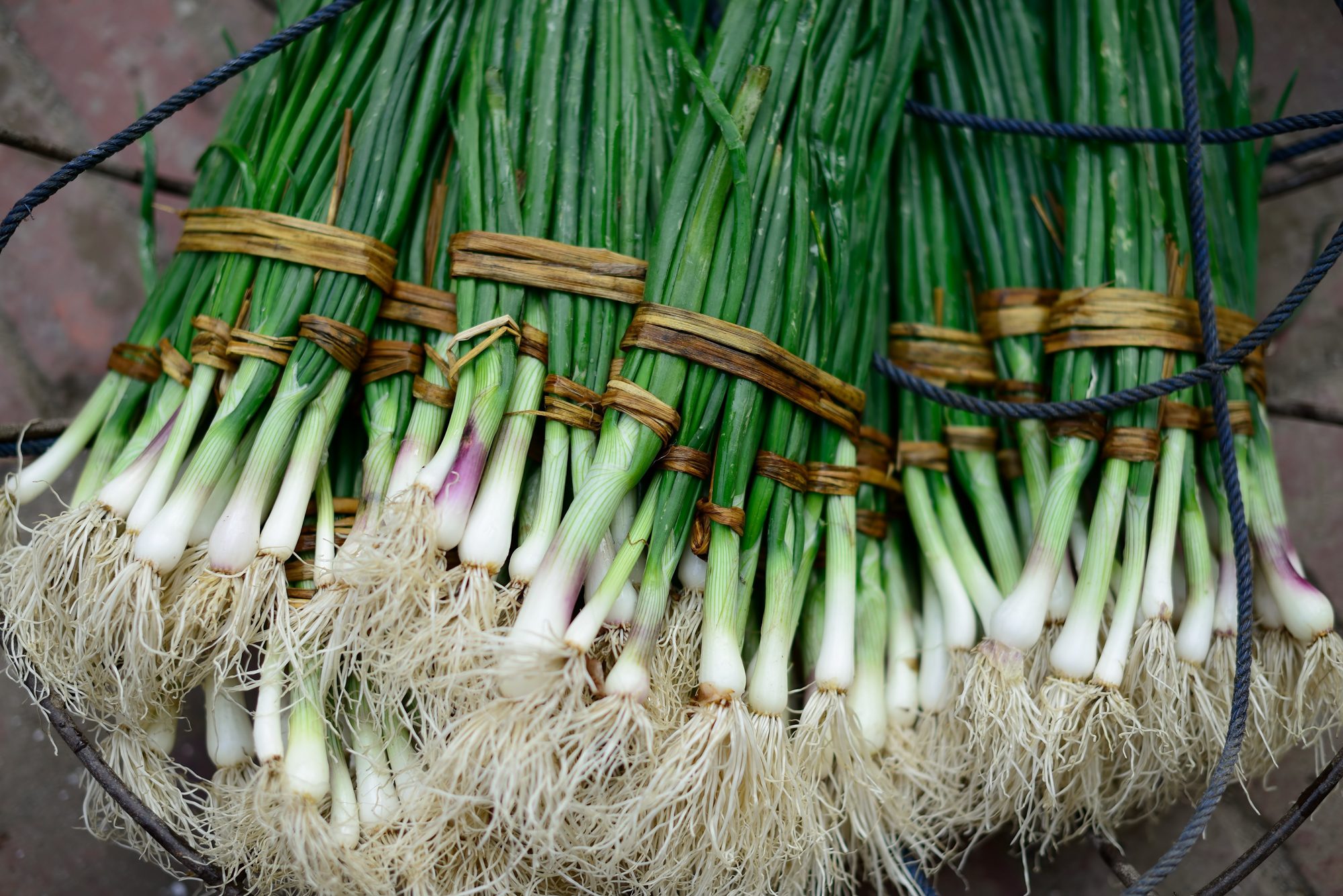 Green Onion